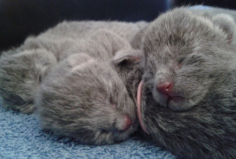 kittens-cattery-bulykin